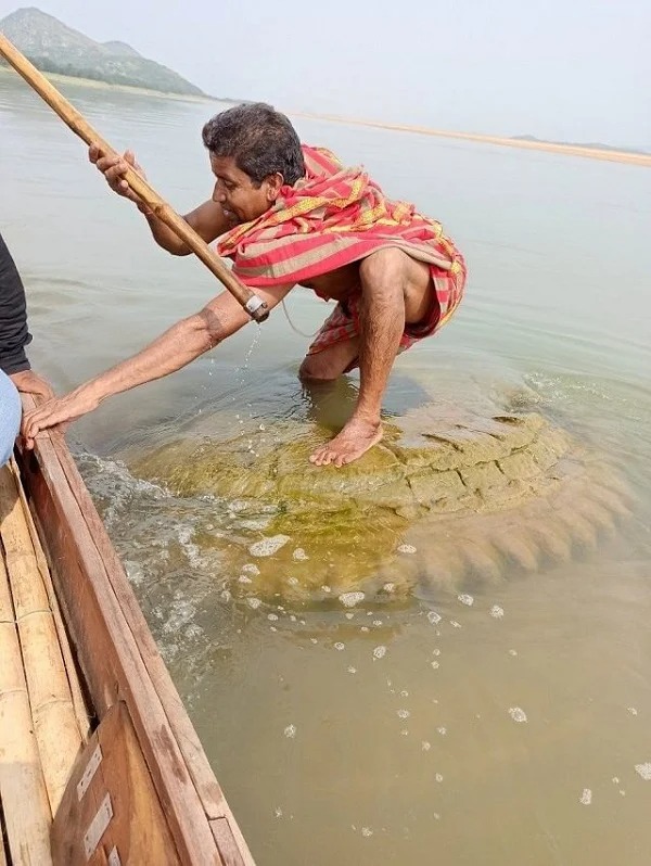 Đã rất lâu rồi nó mới lại 'đội nước' lộ diện (ảnh Mirror)