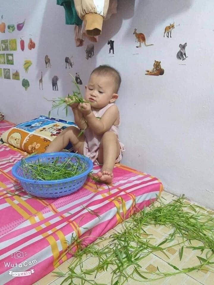Giúp bố mẹ nhặt rau, không rõ là giúp hay là phá... Ảnh: Internet