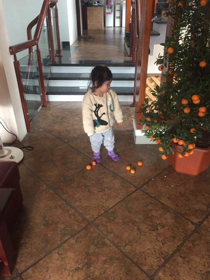 Đấy là mấy quả quất nó tự rụng chứ có phải lỗi của con gái đâu. Ảnh: Internet