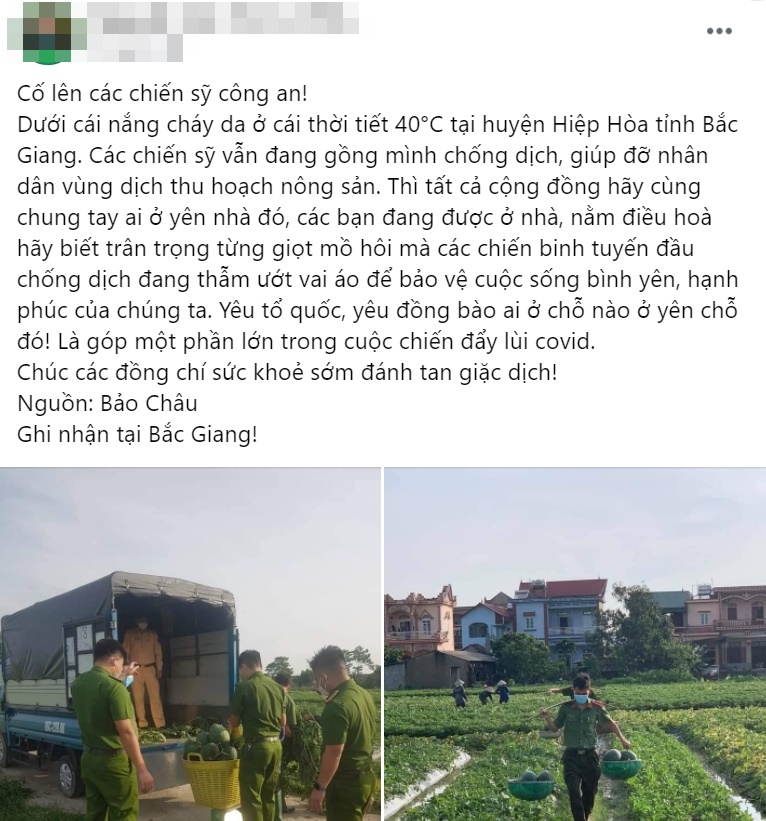Chiến sĩ công an đội nắng gắt, xuống đồng thu hoạch dưa hấu giúp người dân Chiến sĩ công an đội nắng gắt, xuống đồng thu hoạch dưa hấu giúp người dân