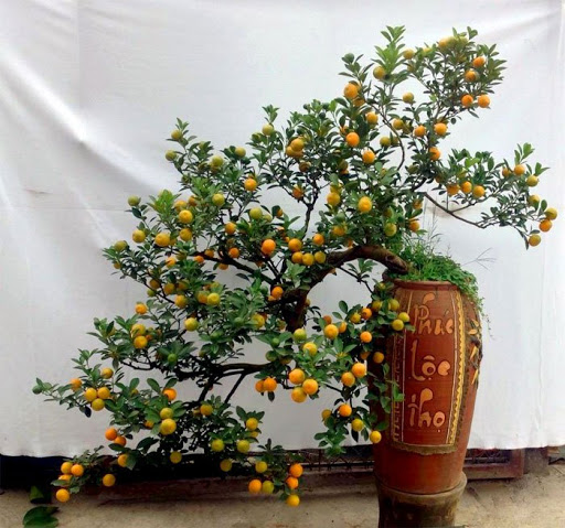 Một cây quất bonsai không cần gắn phụ kiện cũng đã rất đẹp để đón Tết. Ảnh: Internet Một cây quất bonsai không cần gắn phụ kiện cũng đã rất đẹp để đón Tết. Ảnh: Internet