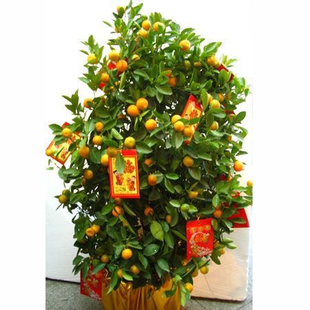 Cây quất được trang trí bằng phong bao lì xì. Ảnh: Internet Cây quất được trang trí bằng phong bao lì xì. Ảnh: Internet