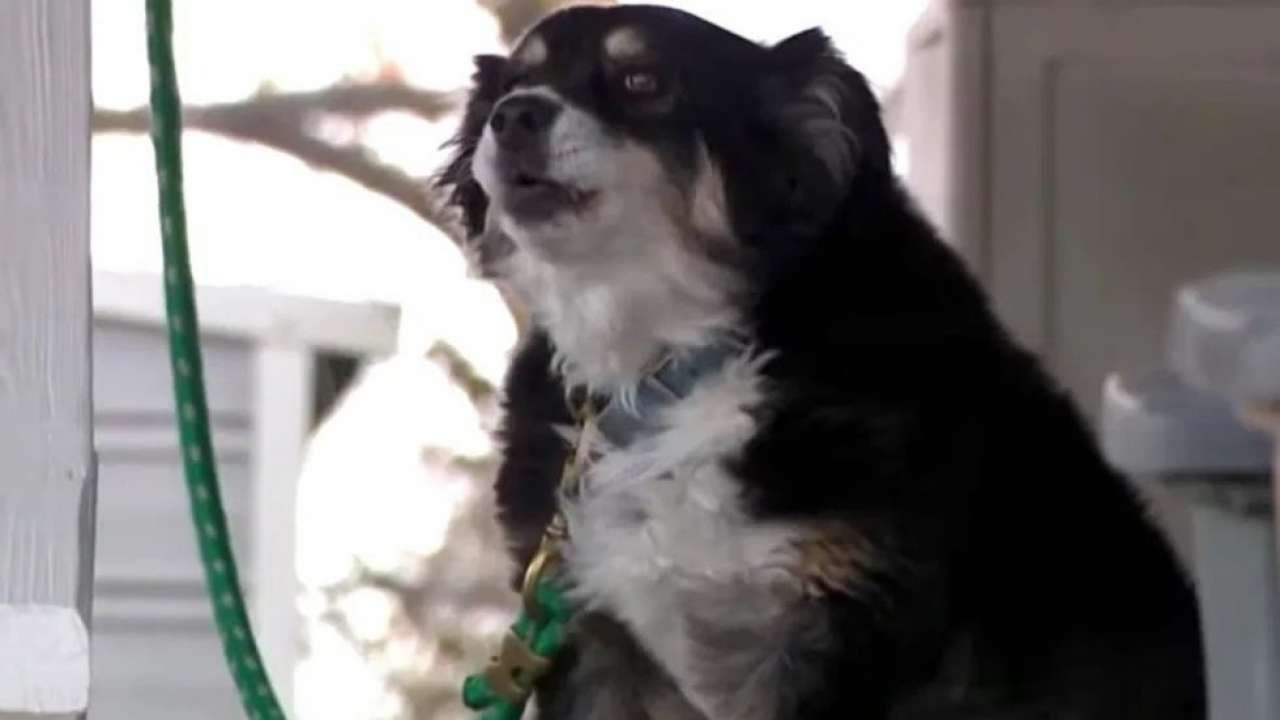 Chỉ qua một đêm, Lulu trở thành rich dog giàu nhất thế giới! Ảnh: Twitter