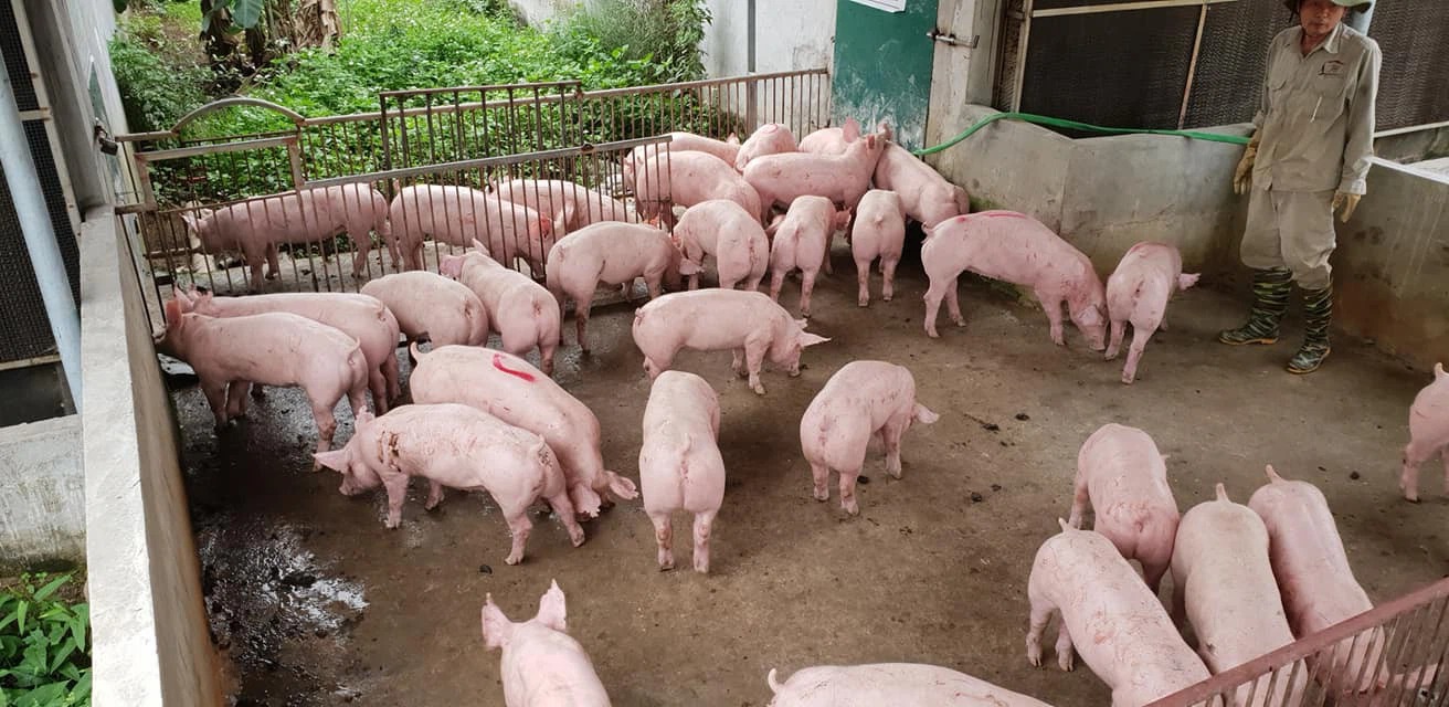 Giá lợn hơi hôm nay được điều chỉnh nhẹ ở cả 3 miền. Ảnh minh họa: Internet