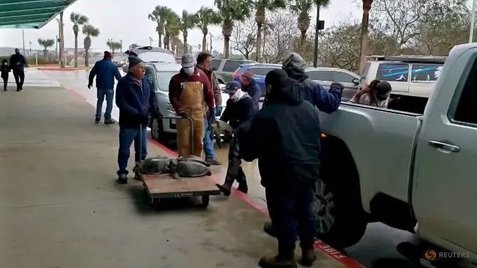 Mọi người đặt những con rùa bị choáng vì thời tiết lạnh giá được giải cứu tại một trung tâm sơ tán ở Đảo Nam Padre. Ảnh: Reuters