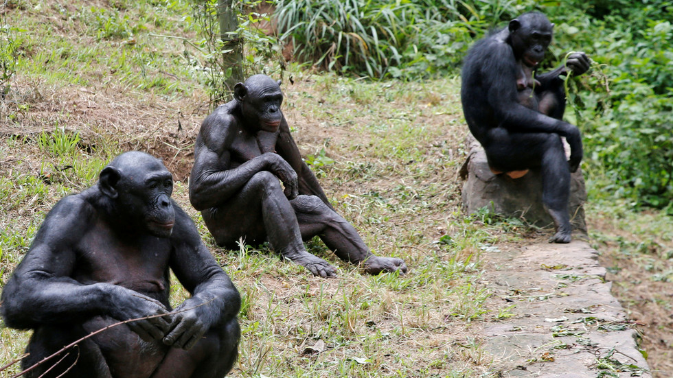 Lần đầu tiên trên thế giới, những loài linh trưởng không phải người được tiêm vắc xin Covid-19. Ảnh: Reuters