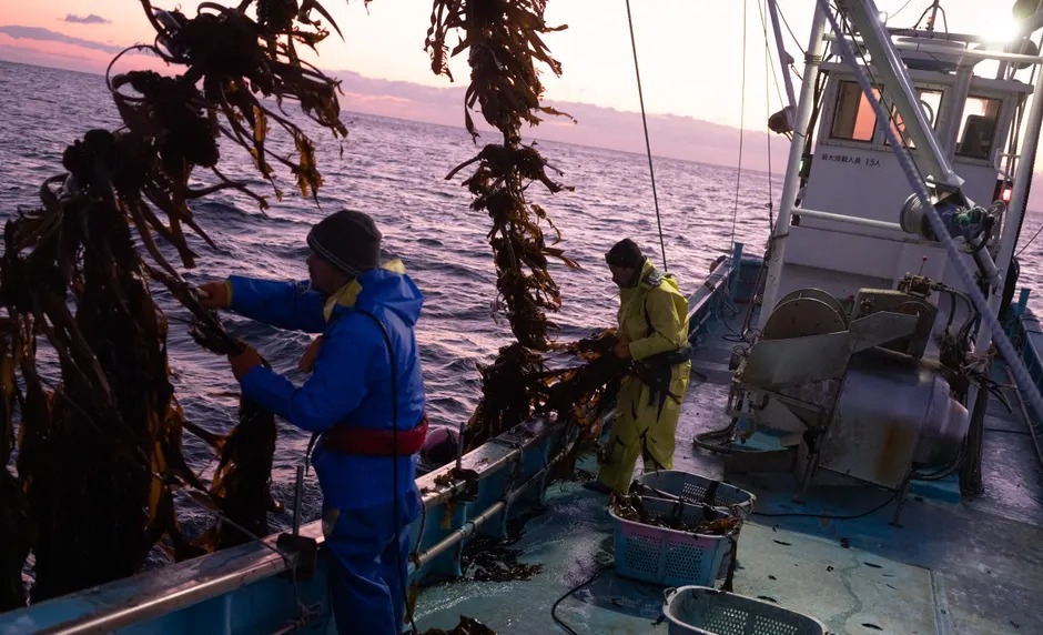 Tokuji và Kazuya thu thập tảo bẹ ngoài khơi bờ biển Minamisanriku. Ảnh: Guardian