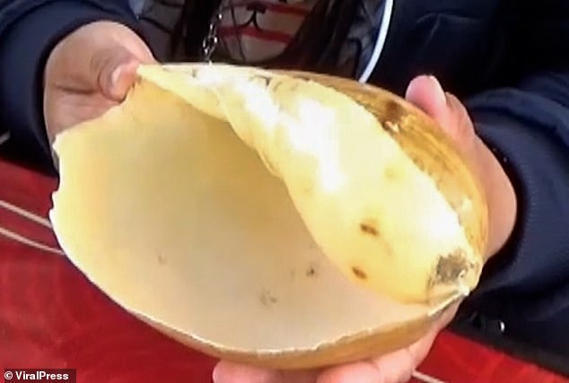 Kodchakorn đã phát hiện ra viên ngọc trai Melo có đường kính 1,5 cm và nặng 6 gram bên trong vỏ ốc biển này. Ảnh: ViralPress Kodchakorn đã phát hiện ra viên ngọc trai Melo có đường kính 1,5 cm và nặng 6 gram bên trong vỏ ốc biển này. Ảnh: ViralPress