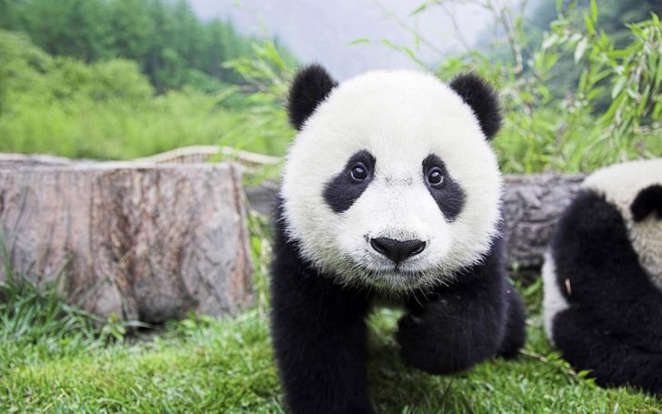 Gấu trúc luôn vui vẻ chào đón những vị khách mới. Gấu trúc luôn vui vẻ chào đón những vị khách mới.