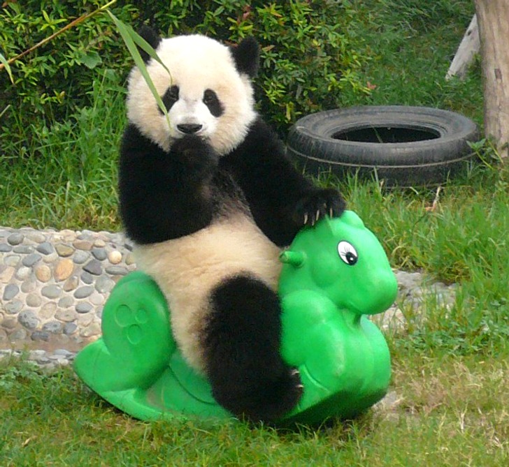Bản thân những chú gấu trúc không xa lạ với một số trò vui! Và trong khi 'những em bé' lớn hơn chơi đùa thì... Bản thân những chú gấu trúc không xa lạ với một số trò vui! Và trong khi 'những em bé' lớn hơn chơi đùa thì...