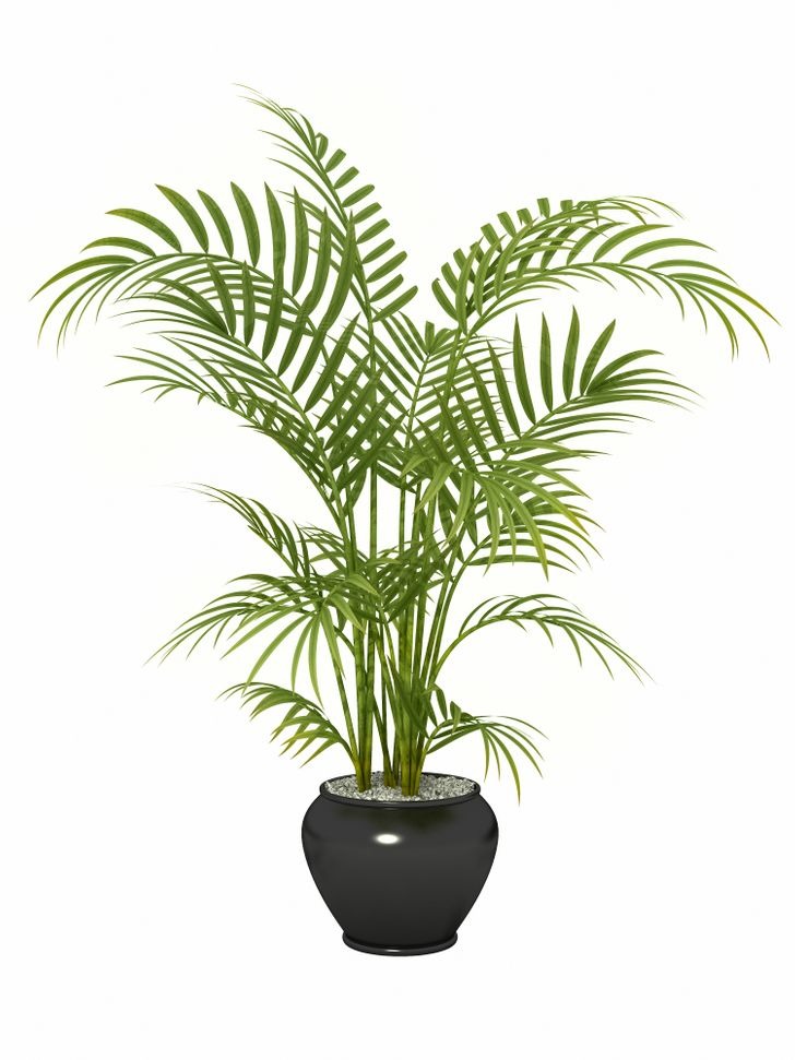 15 'máy lọc không khí' từ thiên nhiên, vừa đẹp nhà lại khỏe gia chủ - Ảnh 13 15 'máy lọc không khí' từ thiên nhiên, vừa đẹp nhà lại khỏe gia chủ - Ảnh 13