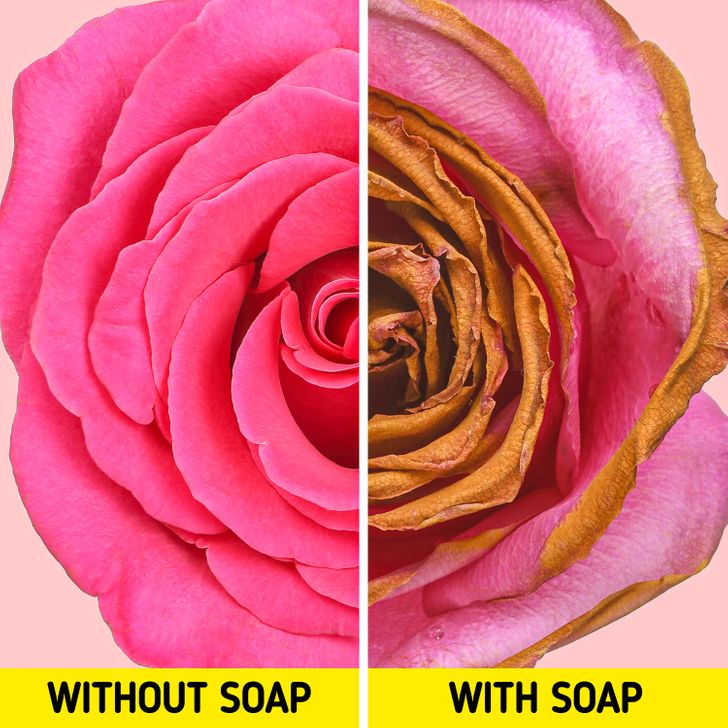 5 lý do để bạn vứt hết xà phòng, tắm chay mới là phương pháp skincare tốt nhất - Ảnh 3 5 lý do để bạn vứt hết xà phòng, tắm chay mới là phương pháp skincare tốt nhất - Ảnh 3