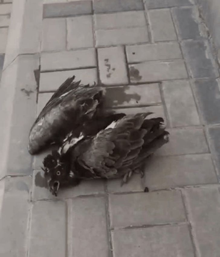 Những bức ảnh chứng minh mùa hè không buông tha cho bất kỳ ai