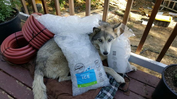 Những bức ảnh chứng minh mùa hè không buông tha cho bất kỳ ai