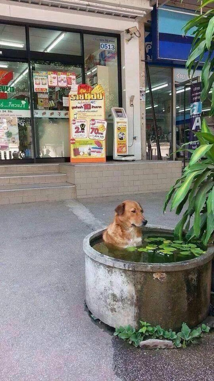 Những bức ảnh chứng minh mùa hè không buông tha cho bất kỳ ai