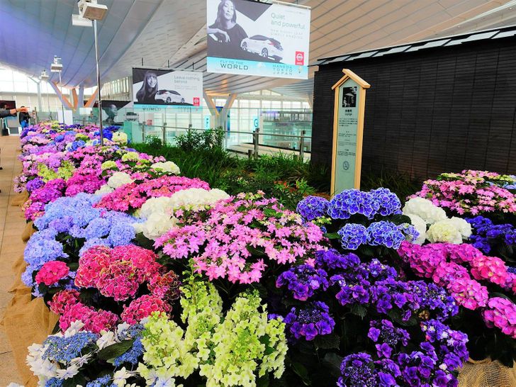 Một vườn hoa rực rỡ sắc màu có đủ để xoa dịu khi bạn chịu cảnh đợi chờ?