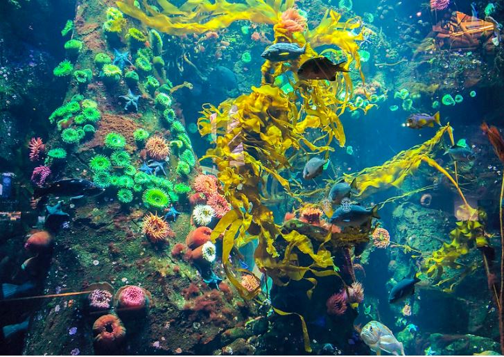 Một cái bể cá với những sinh vật rực rỡ sắc màu.