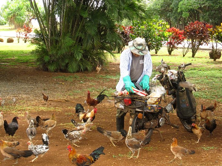 10 thành phố động vật làm bá chủ khiến du khách thích thú 10 thành phố động vật làm bá chủ khiến du khách thích thú
