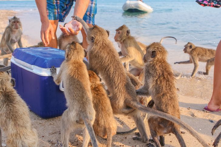 10 thành phố động vật làm bá chủ khiến du khách thích thú 10 thành phố động vật làm bá chủ khiến du khách thích thú