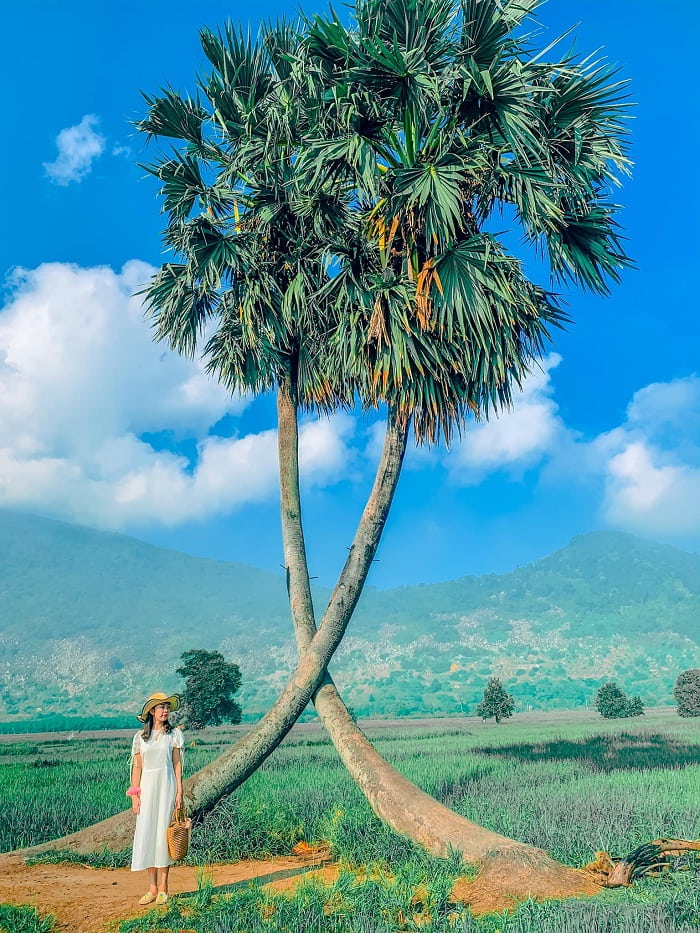 Thốt nốt tình yêu là địa điểm check-in được giới trẻ yêu thích ở Tây Ninh. Ảnh: Internet