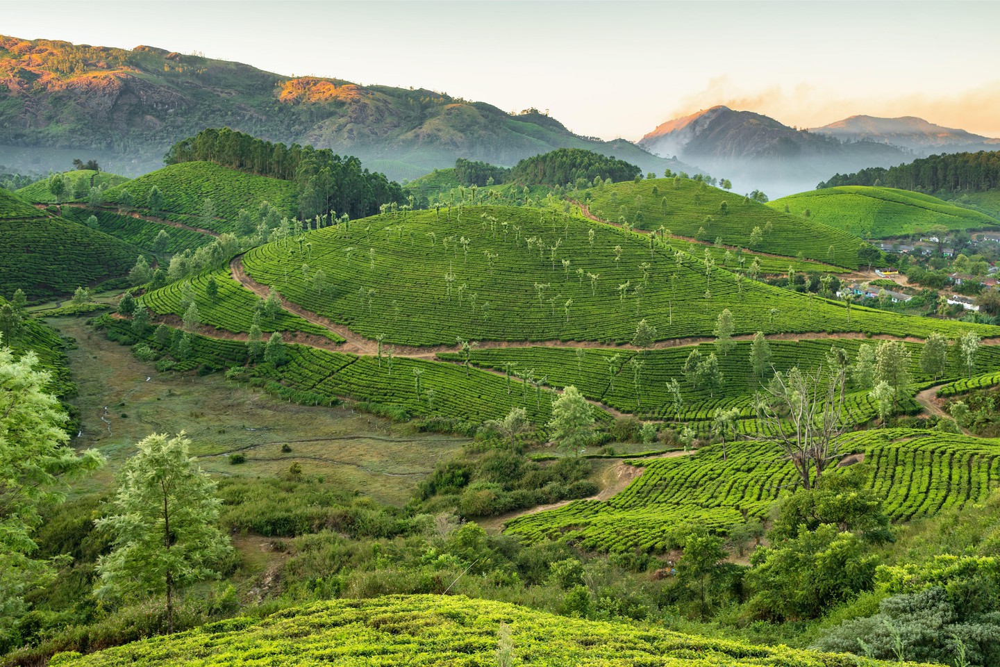 Những ngọn đồi ở Munnar, Kerala, tây nam Ấn Độ, là nơi có những đồn điền chè xanh tươi. Ảnh: Alamy