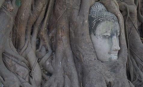 Đừng quên chụp những bức ảnh tinh túy tại Wat Mahathat, nơi bạn sẽ tìm thấy một đầu Phật bằng đá lớn quấn chặt vào rễ cây một cách bí ẩn. Ảnh: Jetstar Đừng quên chụp những bức ảnh tinh túy tại Wat Mahathat, nơi bạn sẽ tìm thấy một đầu Phật bằng đá lớn quấn chặt vào rễ cây một cách bí ẩn. Ảnh: Jetstar