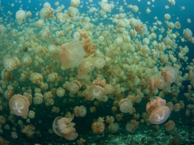 Xuống hồ Jellyfish ở đảo Eil Malk, Palau để được bơi cùng hàng nghìn con sứa xinh đẹp.