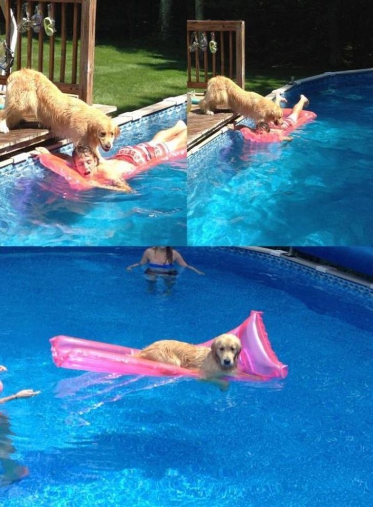 Bạn có chắc chó là người bạn tốt nhất của chúng ta?