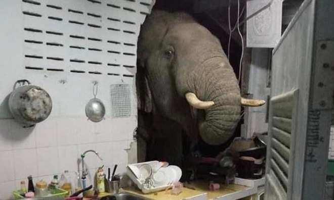 Nửa đêm thấy tiếng động lạ trong nhà, người phụ nữ ngỡ ngàng trước kẻ đột nhập 1 Nửa đêm thấy tiếng động lạ trong nhà, người phụ nữ ngỡ ngàng trước kẻ đột nhập 1