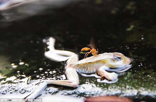 Một con ếch vô tình rơi xuống dòng sông nước sôi. Ảnh: Internet