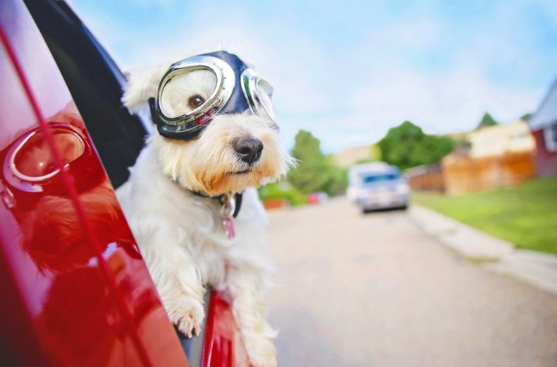 Cách làm mát ô tô nhanh nhất giữa những ngày hè nóng như chảo lửa 2 Cách làm mát ô tô nhanh nhất giữa những ngày hè nóng như chảo lửa 2