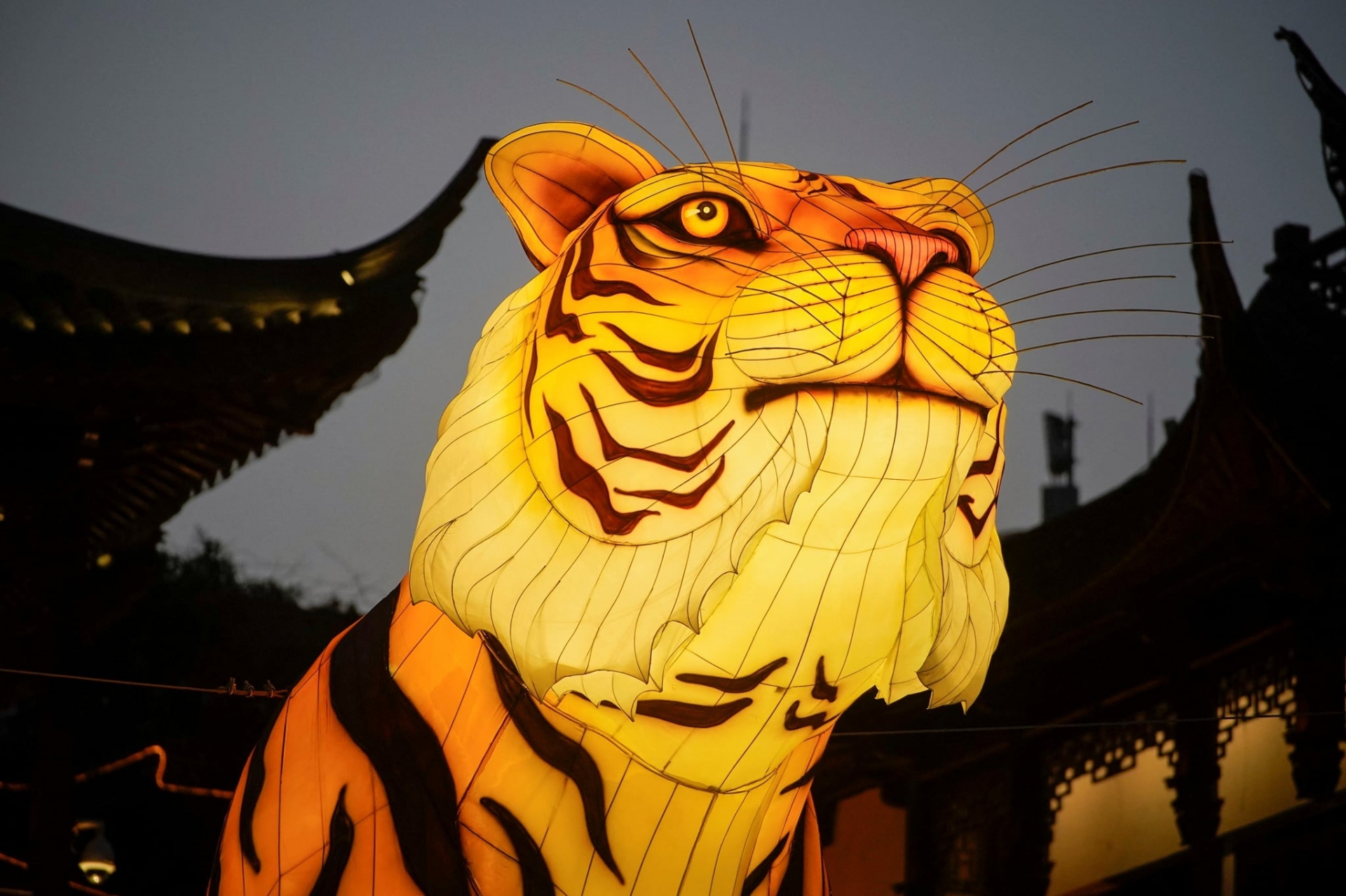 Một lồng đèn trang trí tượng hổ tại Thượng Hải với tư thế ngẩng cao đầu vô cùng uy mãnh. Ảnh: Reuters