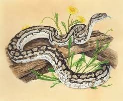 Tân Tỵ 2001 nằm trong số 3 tuổi dễ bị hạn mất tiền trong năm nay.