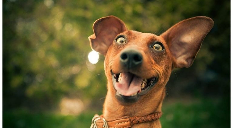 Ngôi nhà khiến chó lạ sủa liên tục là dấu hiệu của âm khí nặng.