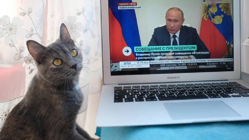 Con mèo ngồi cạnh laptop đang phát sóng bài phát biểu của Tổng thống Putin. Ảnh: Sputnik Con mèo ngồi cạnh laptop đang phát sóng bài phát biểu của Tổng thống Putin. Ảnh: Sputnik