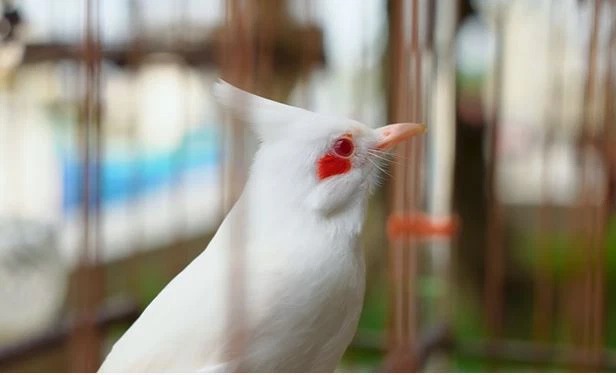 Đại gia Hà Nội chơi chim đột biến: Chi 10 tỷ sắm lồng, thuê hẳn 4 người chăm sóc - Ảnh 4 Đại gia Hà Nội chơi chim đột biến: Chi 10 tỷ sắm lồng, thuê hẳn 4 người chăm sóc - Ảnh 4