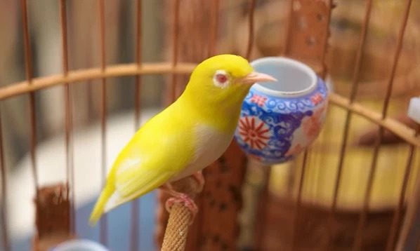 Đại gia Hà Nội chơi chim đột biến: Chi 10 tỷ sắm lồng, thuê hẳn 4 người chăm sóc - Ảnh 3 Đại gia Hà Nội chơi chim đột biến: Chi 10 tỷ sắm lồng, thuê hẳn 4 người chăm sóc - Ảnh 3