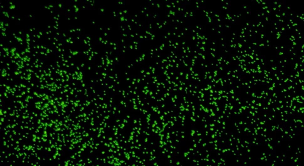 Kỳ lạ sinh vật thức giấc sau giấc ngủ hơn 100 triệu năm dưới đáy đại dương