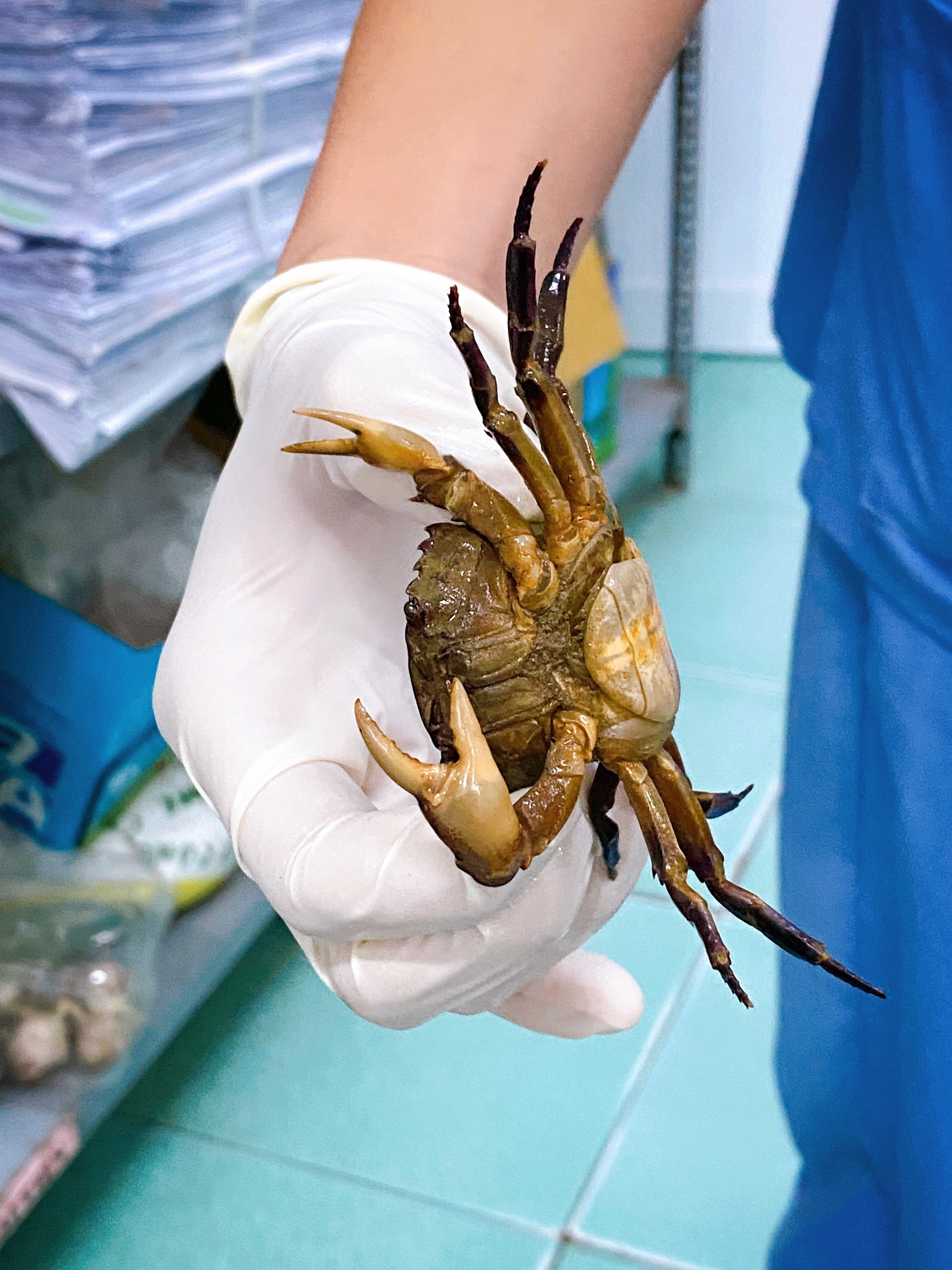 Các bác sĩ bắt được cua trong bệnh viện.