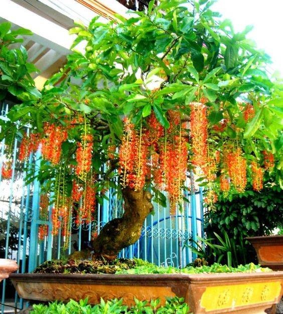 5 loại cây cảnh mà nhà nào cũng nên có trước hiên nhà để đón tài lộc, 'tiền vào như nước' cho gia chủ - Ảnh 5 5 loại cây cảnh mà nhà nào cũng nên có trước hiên nhà để đón tài lộc, 'tiền vào như nước' cho gia chủ - Ảnh 5