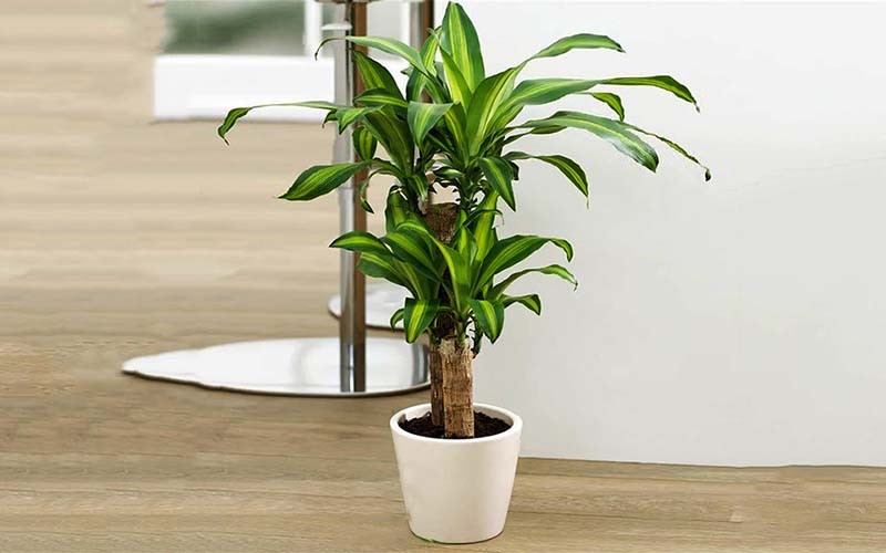 5 loại cây cảnh mà nhà nào cũng nên có trước hiên nhà để đón tài lộc, 'tiền vào như nước' cho gia chủ - Ảnh 4 5 loại cây cảnh mà nhà nào cũng nên có trước hiên nhà để đón tài lộc, 'tiền vào như nước' cho gia chủ - Ảnh 4