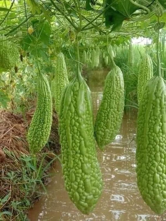 3 đặc điểm nhận biết rau có thuốc trừ sâu cực dễ không phải ai cũng biết - Ảnh 3 3 đặc điểm nhận biết rau có thuốc trừ sâu cực dễ không phải ai cũng biết - Ảnh 3