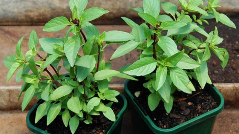 Cây tía tô trồng trong bếp.