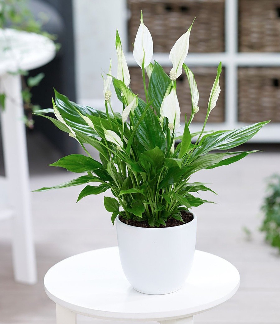 4 cây phong thủy nên trồng trong bếp của gia đình, không chỉ là nguyên liệu nấu ăn mà còn thu hút tài lộc - Ảnh 1