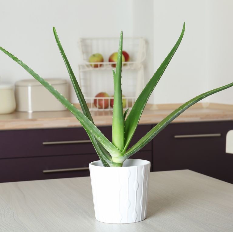 4 cây phong thủy nên trồng trong bếp của gia đình, không chỉ là nguyên liệu nấu ăn mà còn thu hút tài lộc - Ảnh 2