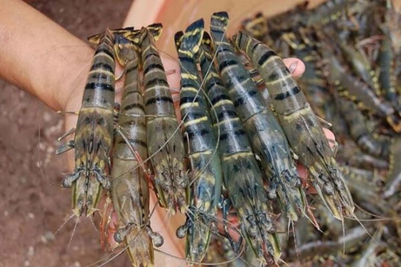 2 bộ phận tưởng bổ của tôm nhưng lại cực độc, gây hại đến cơ thể - Ảnh 1 2 bộ phận tưởng bổ của tôm nhưng lại cực độc, gây hại đến cơ thể - Ảnh 1