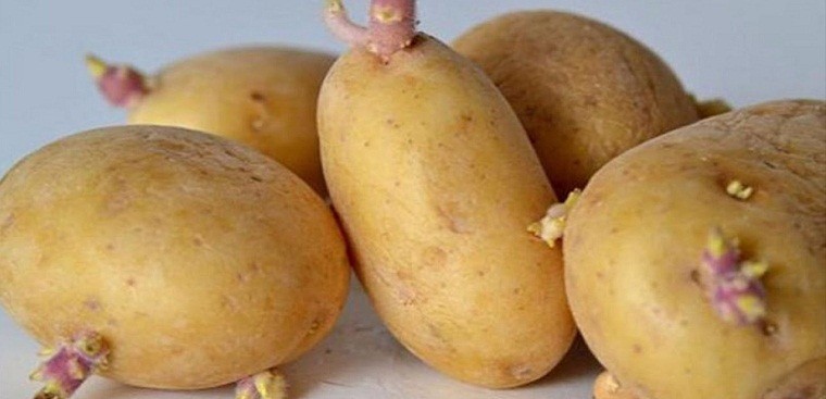 4 sai lầm khi ăn khoai tây có thể khiến bạn mang bệnh vào người - Ảnh 2 4 sai lầm khi ăn khoai tây có thể khiến bạn mang bệnh vào người - Ảnh 2