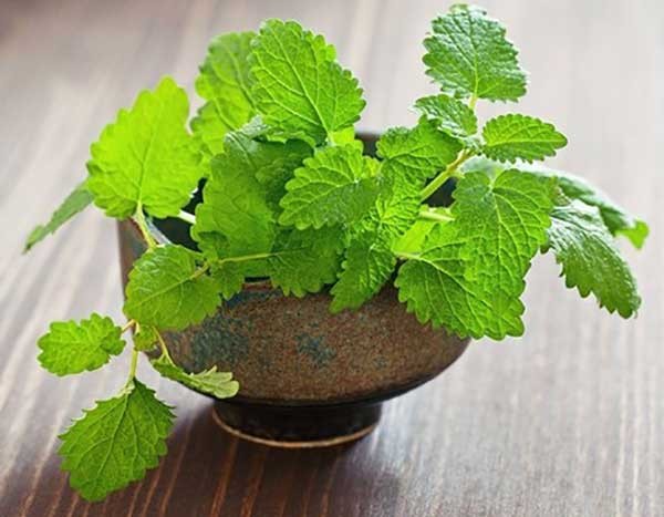 Bí quyết để ngôi nhà quanh năm không thấy một con muỗi nhờ trồng 4 loại cây này - Ảnh 1 Bí quyết để ngôi nhà quanh năm không thấy một con muỗi nhờ trồng 4 loại cây này - Ảnh 1