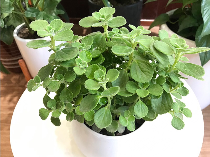 Bí quyết để ngôi nhà quanh năm không thấy một con muỗi nhờ trồng 4 loại cây này - Ảnh 3 Bí quyết để ngôi nhà quanh năm không thấy một con muỗi nhờ trồng 4 loại cây này - Ảnh 3
