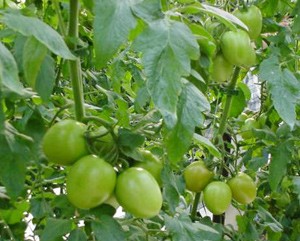 3 loại rau củ càng càng xanh càng 'có độc' gây ảnh hưởng nghiêm trọng đến sức khỏe - Ảnh 3 3 loại rau củ càng càng xanh càng 'có độc' gây ảnh hưởng nghiêm trọng đến sức khỏe - Ảnh 3